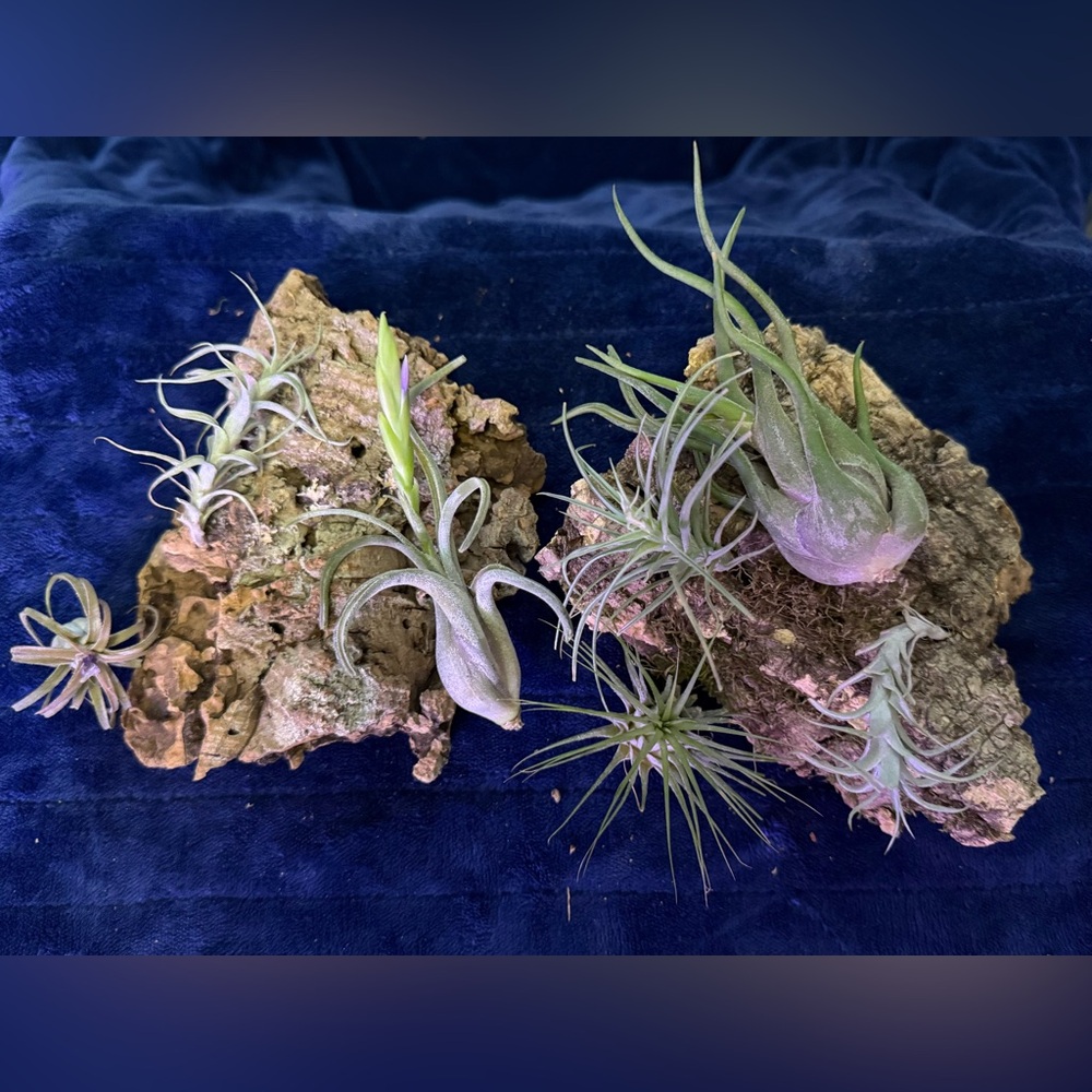 Tillandsia Air Plant Cork Mount - Green and Gray Decorative Home Accent